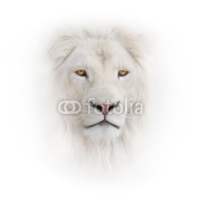 Naklejki white lion on the white background