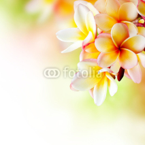 Naklejki Frangipani Tropical Spa Flower. Plumeria. Border Design
