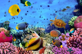Naklejki Photo of a coral colony