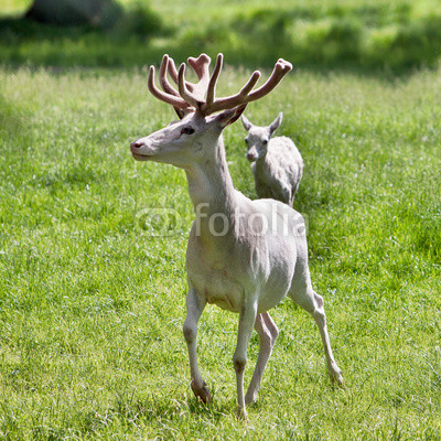 Czech Republic - white deer in the park at the castle Zleby