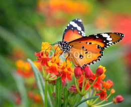 Obrazy i plakaty Butterfly on orange flower