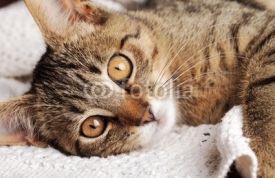 Obrazy i plakaty Close-up of cat o blanket.
