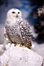Naklejki Snowy Owl