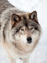 Naklejki Gray Wolf in the Snow Looking up at the Camera