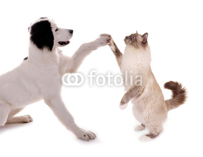 Hund und Katze High Five