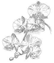 Fototapety Hand drawing orchid flower
