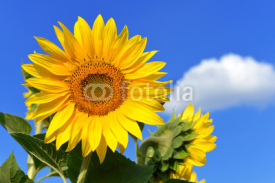 Fototapety Sunflower