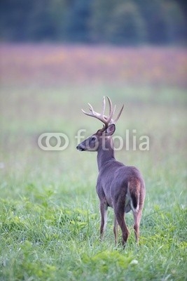White-tailed deer buck in foggy meadow