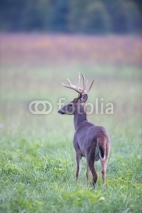 Naklejki White-tailed deer buck in foggy meadow