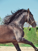 Naklejki Running Andalusian stallion