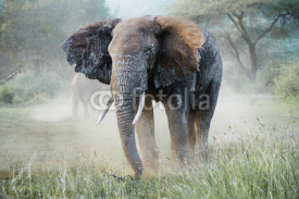 Fototapety Big amazing elephants