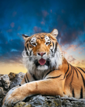 Obrazy i plakaty Tiger on the sky background