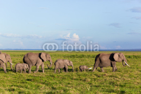 Fototapety Elephants herd on savanna. Safari in Amboseli, Kenya, Africa