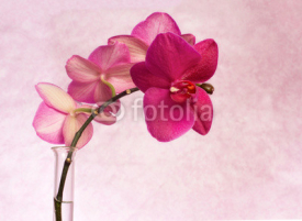 Fototapety pink orchid branch