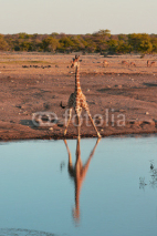 Naklejki Etosha giraffe