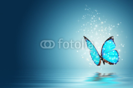 Fototapety butterfly