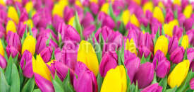 Naklejki Beautiful bouquet of tulips.