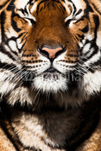 Naklejki Tiger Close Up Portrait