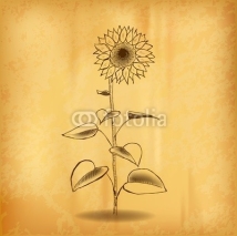 Fototapety sun flower