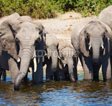 Naklejki Drinking elephants