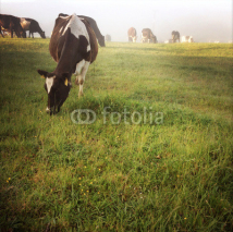 Fototapety Cows