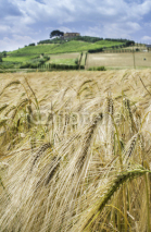 Fototapety Cereal crops and farm in Tuscany