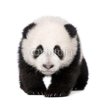 Giant Panda (4 months) - Ailuropoda melanoleuca