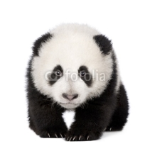 Naklejki Giant Panda (4 months) - Ailuropoda melanoleuca