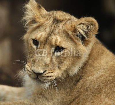 Portrait of an Asian Lion Cub