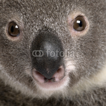 Naklejki Close-up portrait of male Koala bear
