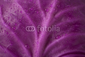 Fototapety Red Cabbage
