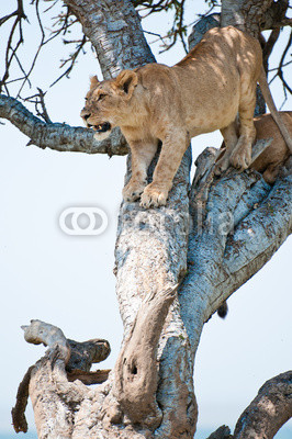 female lion climbing down a tree - national park masai mara