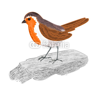 Robin bird on the stone vector illustration without gradients