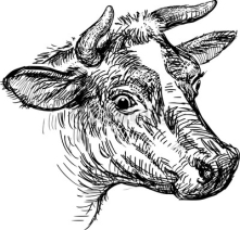 Fototapety cow head