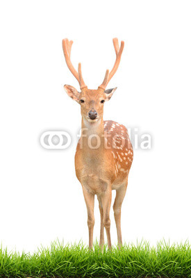 sika deer with green grass isolated