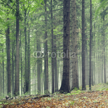 Fototapety Forest trees