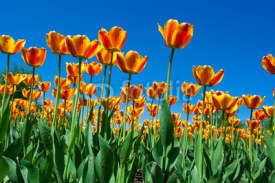 Fototapety Tulip flowers