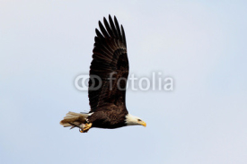 Obrazy i plakaty Adult Bald Eagle (haliaeetus leucocephalus)