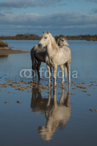 Fototapety reflected stallions