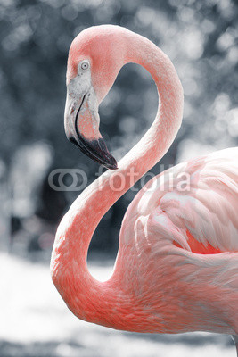 Pink flamingos against blurred background