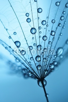 single dandelion seed with drops