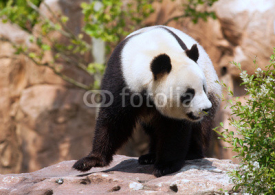 Fototapety Panda géant