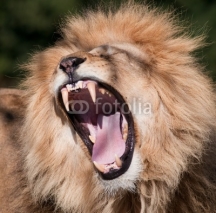 Fototapety Lion