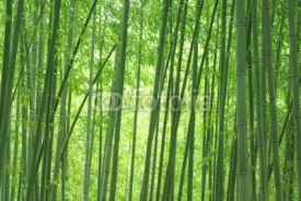 Naklejki 嵯峨野の竹林