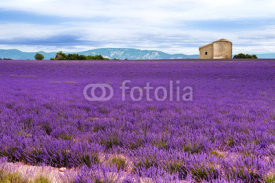 Naklejki Lavender field in the South of France