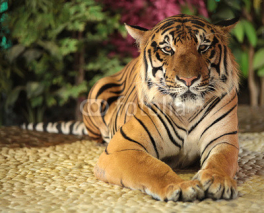 Naklejki Tiger in a zoo