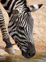Obrazy i plakaty Zebra (Equus Quagga)