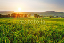 Naklejki Green wheat field