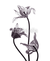 Fototapety three tranparent tulips on white background