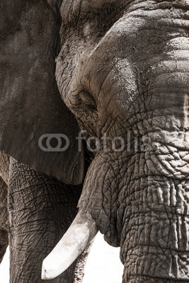 closeup portrait of an elephant
